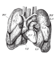 human heart lungs engraving vector image