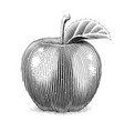 apple fruit with leaf scratch vector image