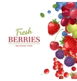 background with berries vector image