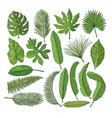 colored pictures set of tropical leaves vector image