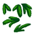 green fir-tree branches on white background vector image