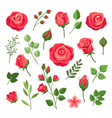 red roses burgundy rose flower bouquets vector image