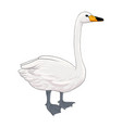 drawing sketch of swan vector image vector image