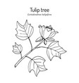 american tuliptree or tulip poplar liriodendron vector image vector image