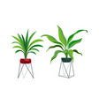 houseplant modern stands tropical ficus or palm vector image vector image