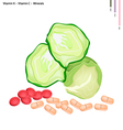 fresh cabbage with vitamin k and c vector image
