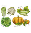 sketch of napa cabbage squash and cauliflower vector image