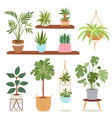 house indoor plants and nature flowers interior vector image