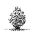 sketch tree isolated on white background vector image