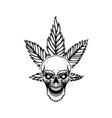skull with marijuana leaf design element for logo vector image vector image