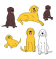labrador dogs vector image