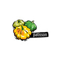 drawn patisson isolated on a white background vector image