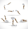 legs and socks vector image