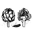 artichokes sketch vector image