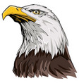 bald eagle on white vector image