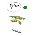 green cardamom vector image vector image