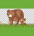 bear standing on the grass field transparent vector image