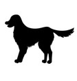 silhouette of golden retriever isolated on white vector image
