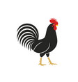 rooster vector image
