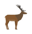cervus elaphus - red deer - male - side view vector image vector image