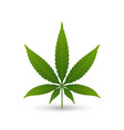 hemp cannabis leaf on white background vector image vector image
