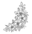 hand drawn dog-rose bunch with flowers and leaves vector image vector image
