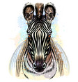 zebra sketchy color portrait on a white vector image vector image