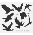 set of silhouettes of birds vector image vector image