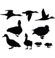 duck collection vector image vector image
