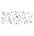 fern plant hand drawn leaf line sketch vintage vector image