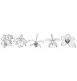 black line orchid flowers big set for composition vector image