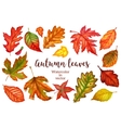 autumn leaves a watercolor on white background vector image vector image