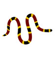 micrurus tener - texas coral snake - dorsal view vector image vector image