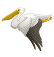 flying great white pelican in hand drawn style vector image vector image