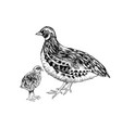 hand drawn quail familie vector image vector image