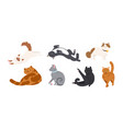 set of adorable cats various breeds lying vector image