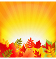 autumn background with sunburst vector image vector image