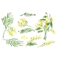 set of hand-drawn mimosa painted in watercolor vector image