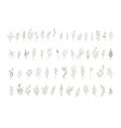 botanical elegant delicate hand drawn elements vector image