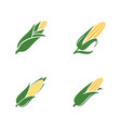 agriculture corn icon design vector image vector image