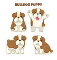set cute bulldog puppy vector image