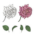 sketch rose set vector image