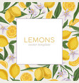 packaging or cover template with fresh citrus vector image vector image