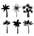 decorative palm trees collection vector image