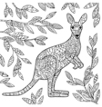 kangaroo vector image