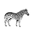 white and black animal zebra image vector image