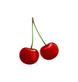 cherry berries on green stem isolated plant vector image