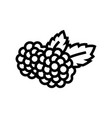 blackberry berry line icon vector image