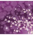 cherry tree blossoms vector image vector image