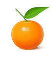 mandarin tangerine sweet ripe fresh fruit vector image